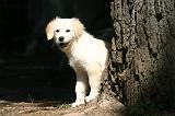 GOLDEN RETRIEVER 1100